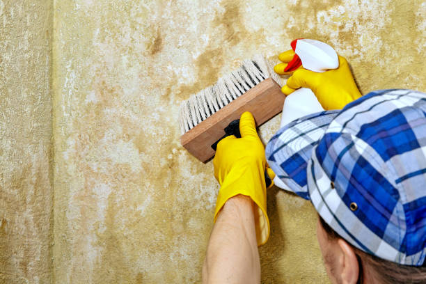 Best Asbestos and Lead Testing During Mold Inspection  in Hope, IN