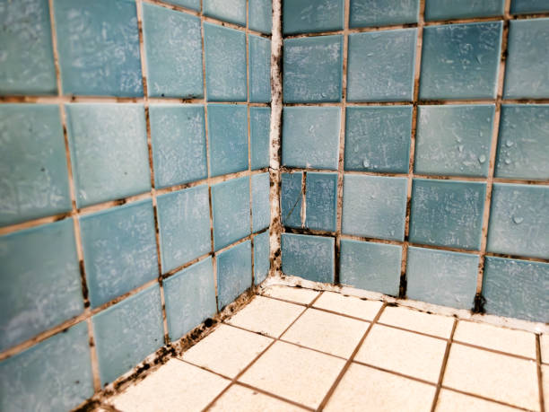 Professional Mold Removal in Hope, IN