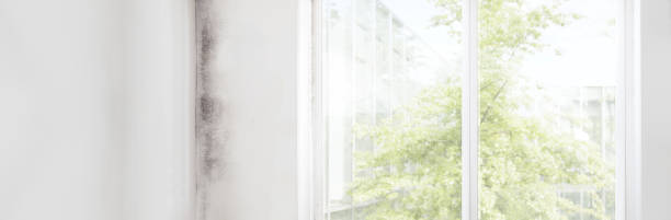 Best Biohazard Mold Removal  in Hope, IN